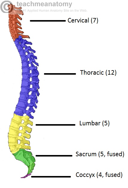 lumbar-spine